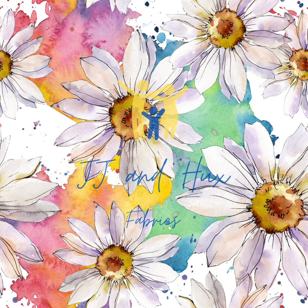 Daisy Rainbow