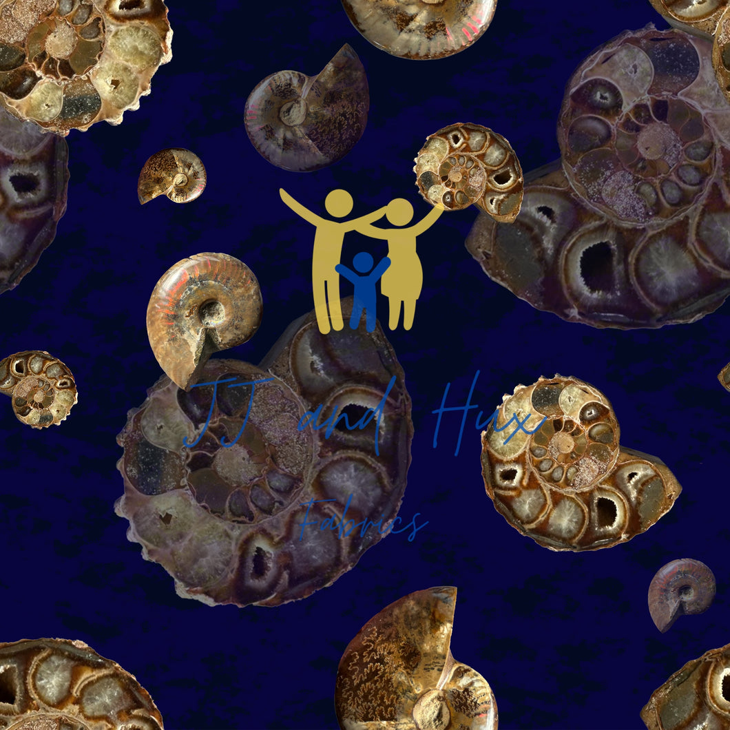Ammonite by nite